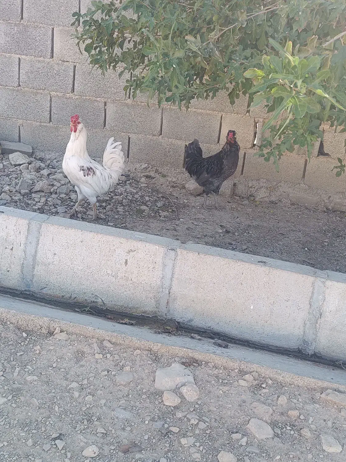 خروس گلین|حیوانات مزرعه|سرپل ذهاب, |دیوار