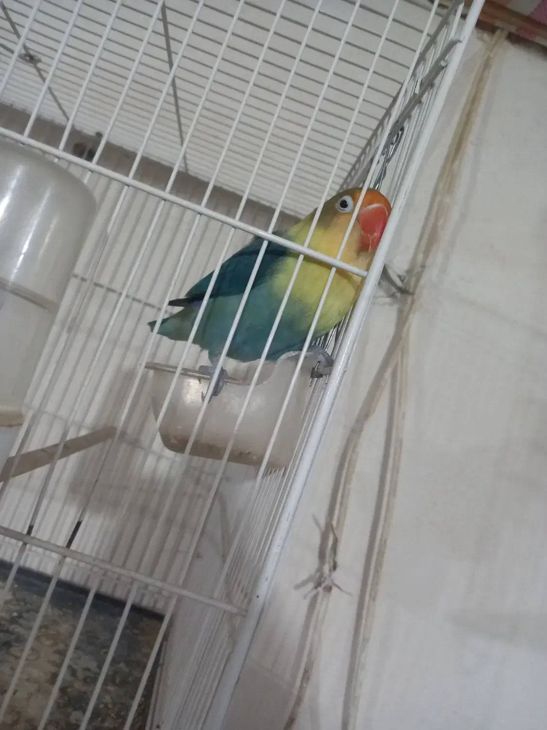 عروس کوتوله|پرنده|تربتحیدریه, یحیی آباد|دیوار