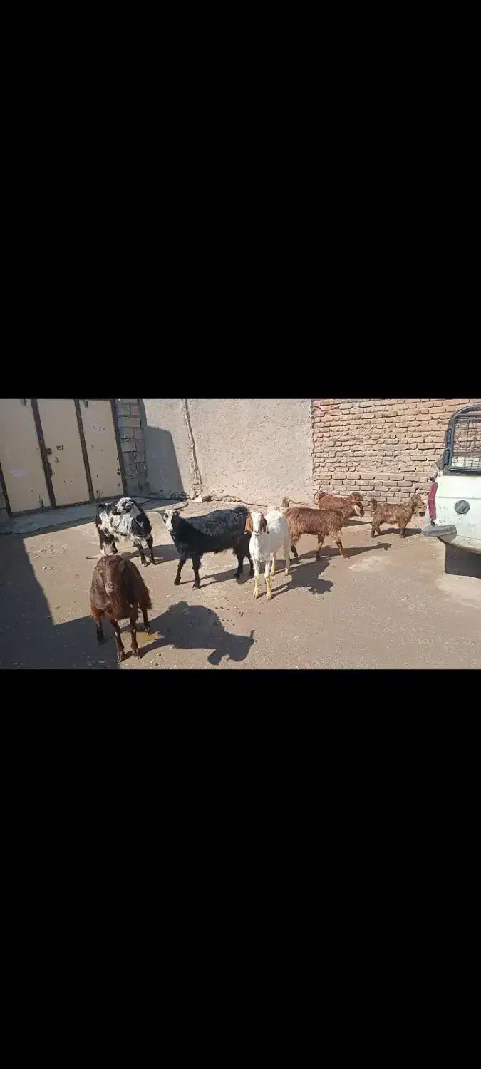 دورود|حیوانات مزرعه|دورود, |دیوار