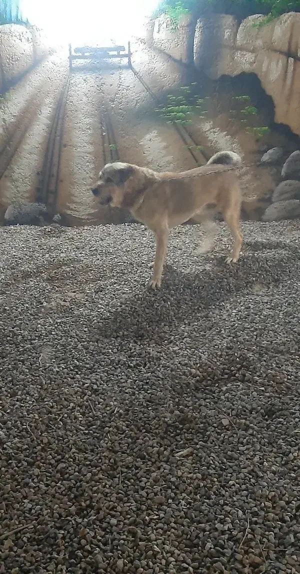 واگذاری نرسرابی|سگ|قرچک, پویینک|دیوار