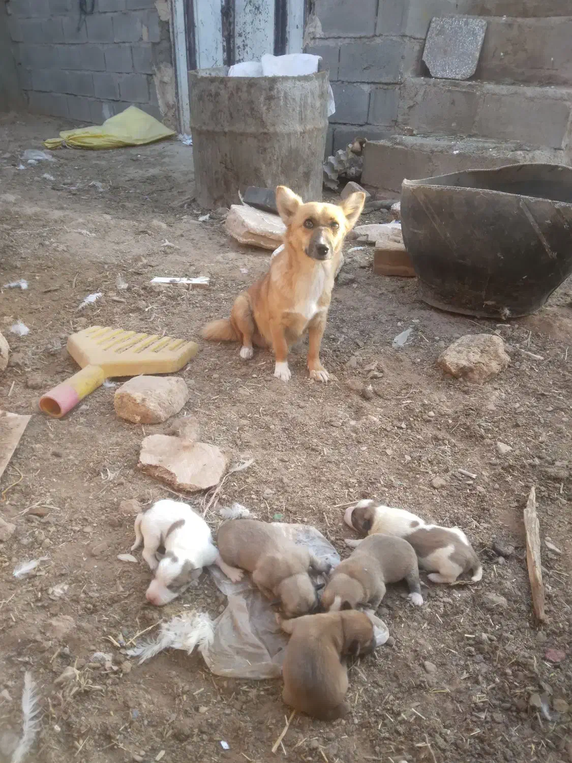 توله پاپی تیز هوش زرنگ|سگ|تربت جام, میان جام|دیوار