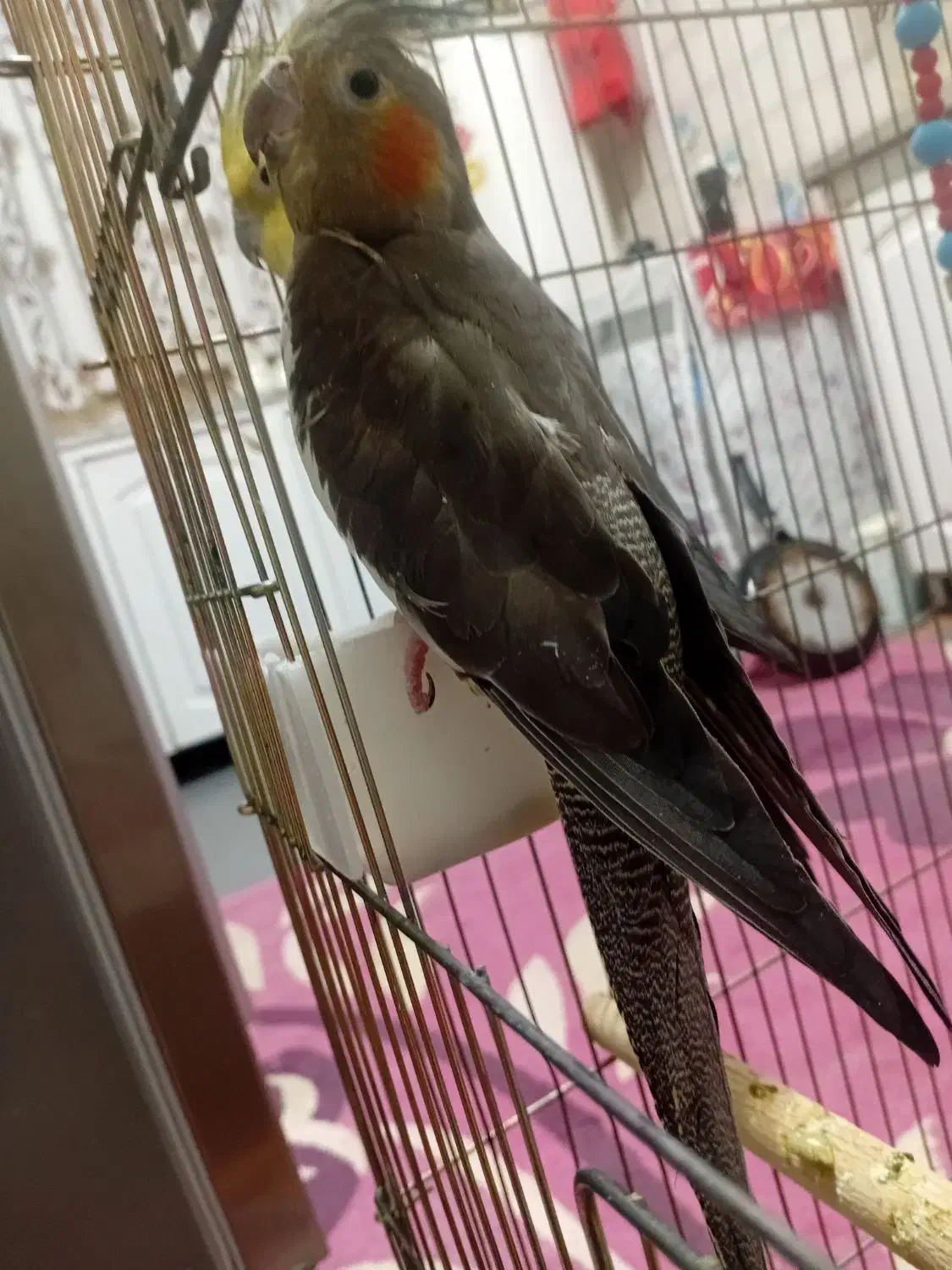 یک جفت عروس هلندی|پرنده|کشکوئیه, |دیوار