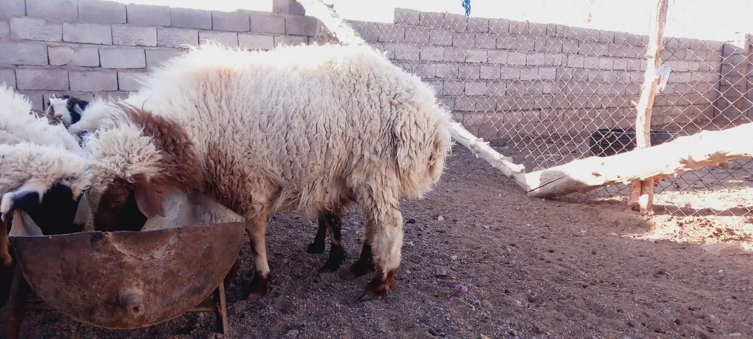 گوسفندوقوچ|حیوانات مزرعه|سربیشه, |دیوار