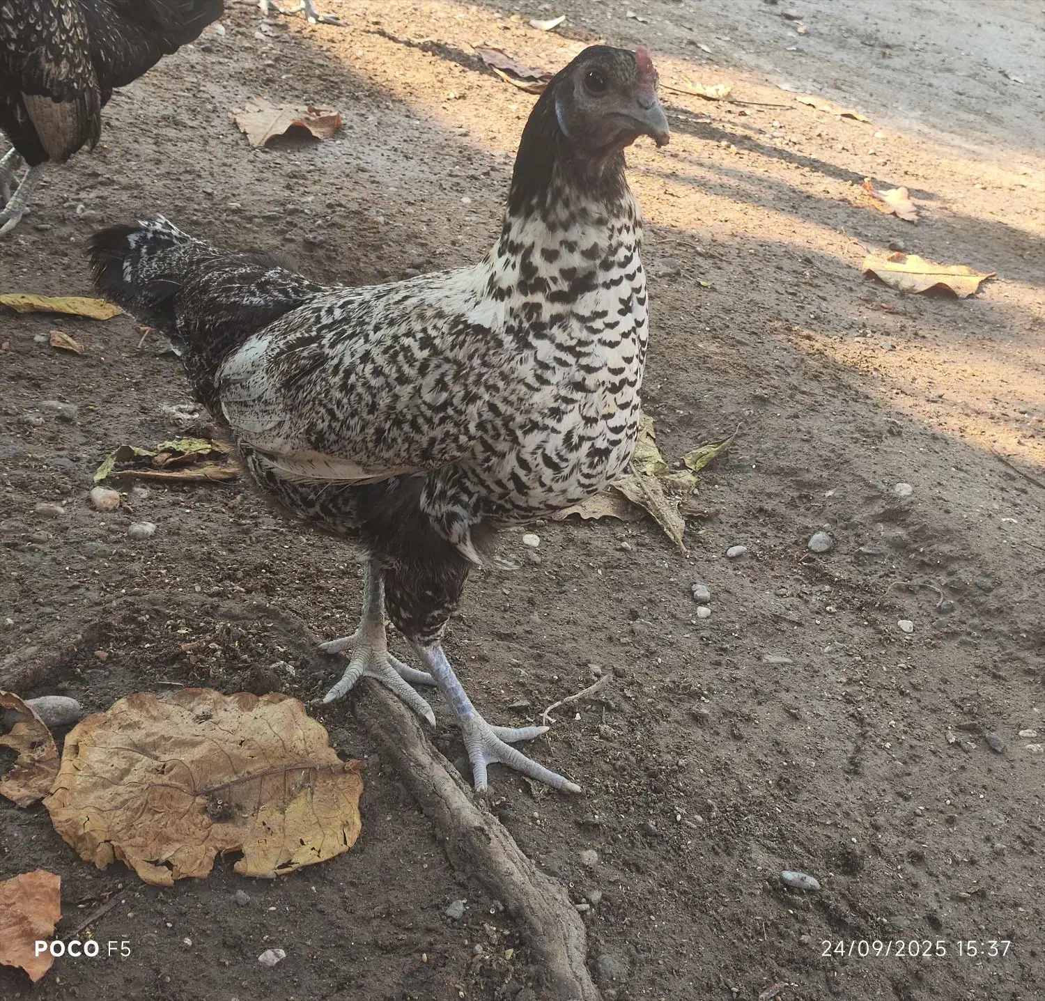 یک عدد مرغ  سیبریت مینیاتوری  قیمت 600هزار تومان|حیوانات مزرعه|میناب, |دیوار