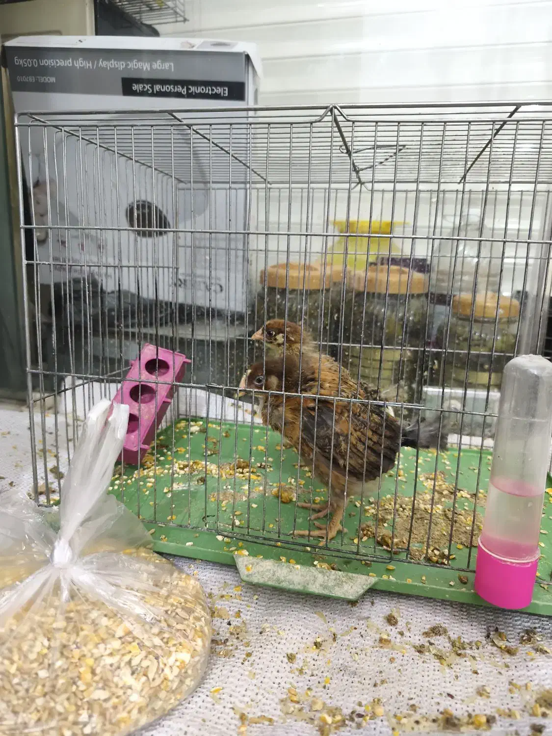 جوجه مرغ و خروس|حیوانات مزرعه|خمینی‌شهر, |دیوار