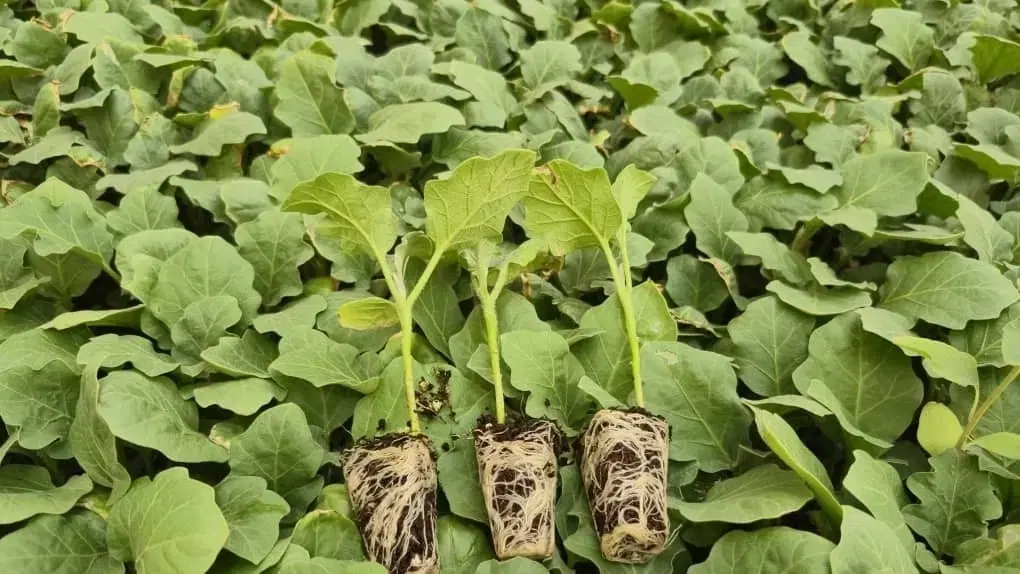 نشا۲۱|گل و گیاه طبیعی|طارم (زنجان), |دیوار