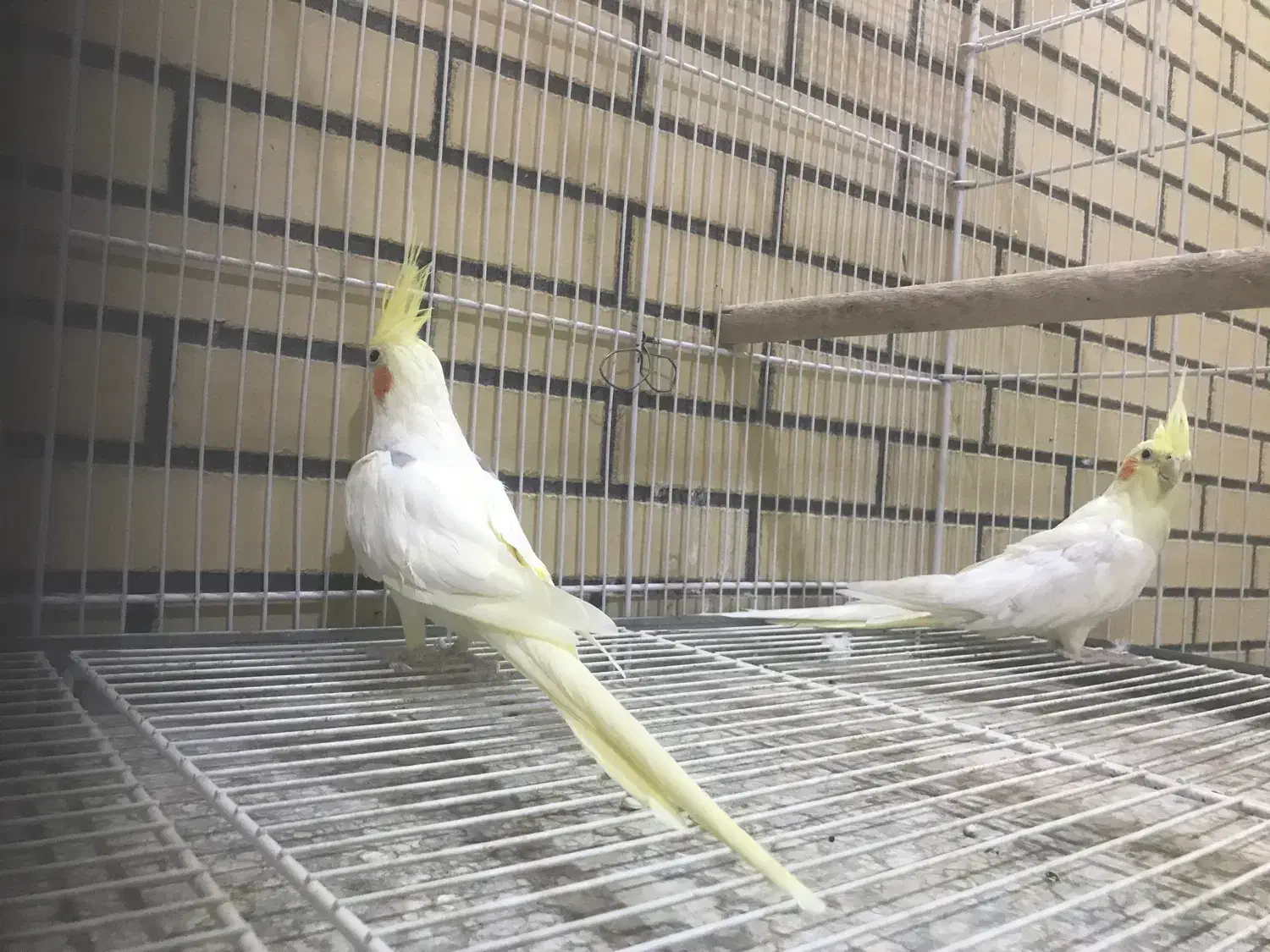 فروش یک جفت عروس مولد|پرنده|لار, |دیوار