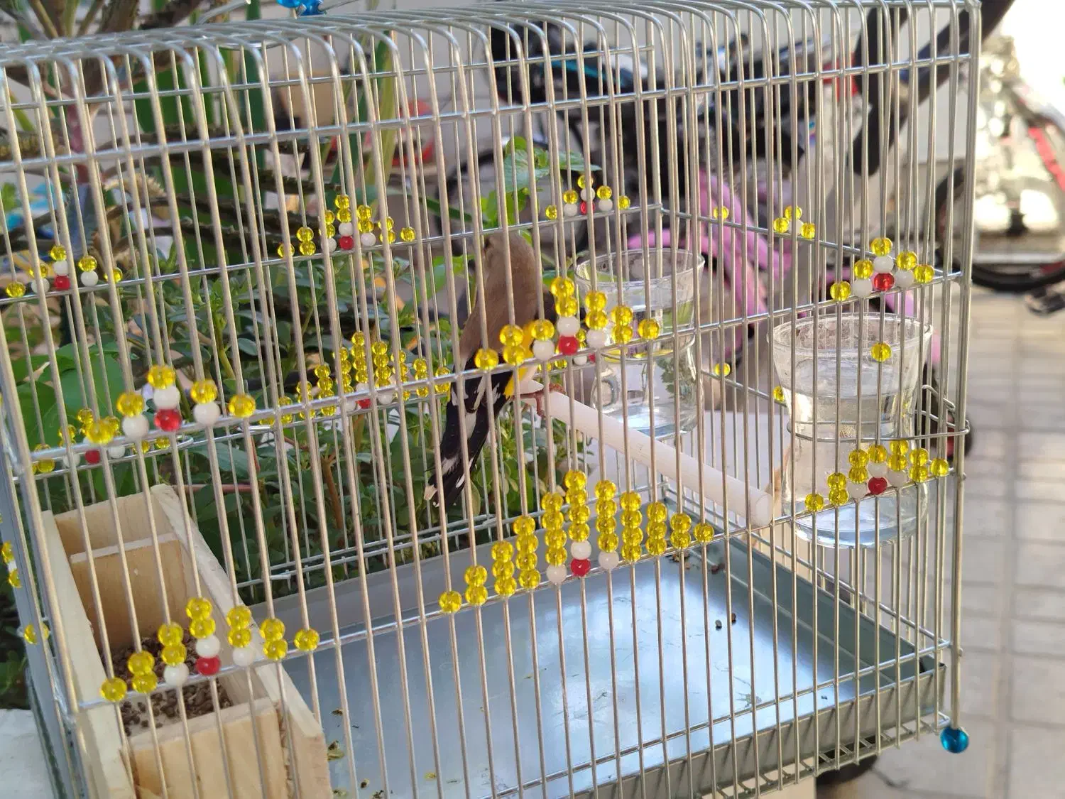 سهره|پرنده|فسا, |دیوار