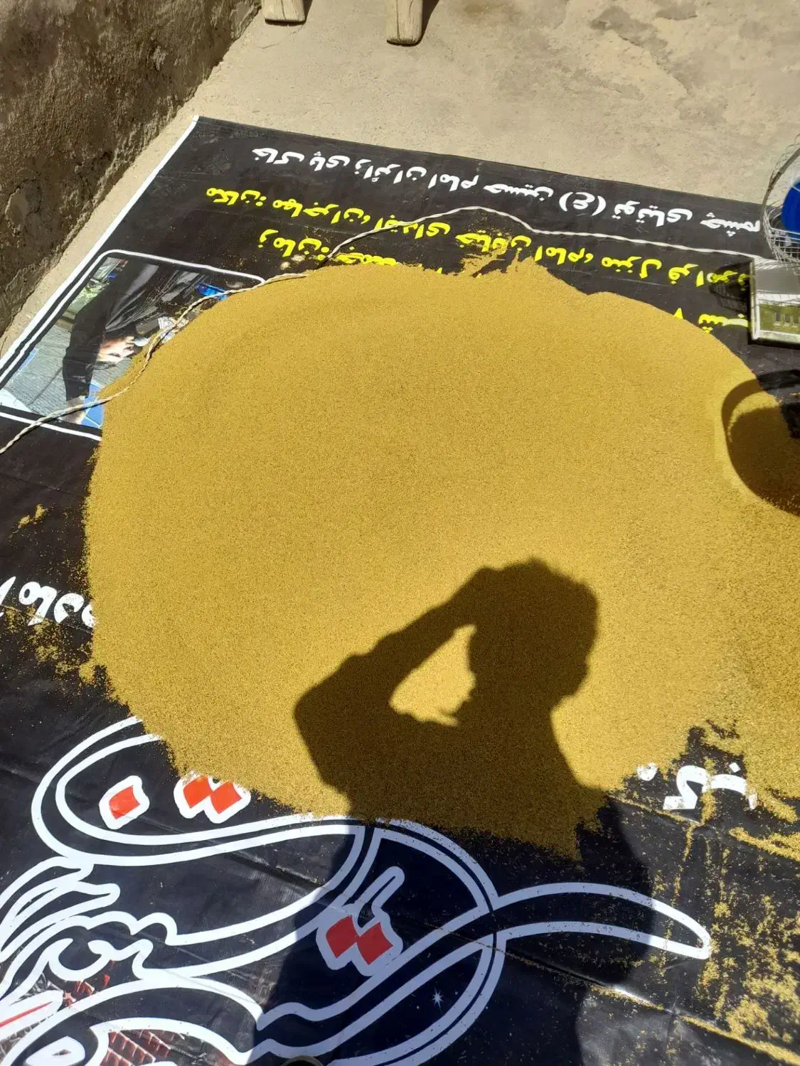 بذر یونجه مهاجران|عمده‌فروشی|لالجین, |دیوار