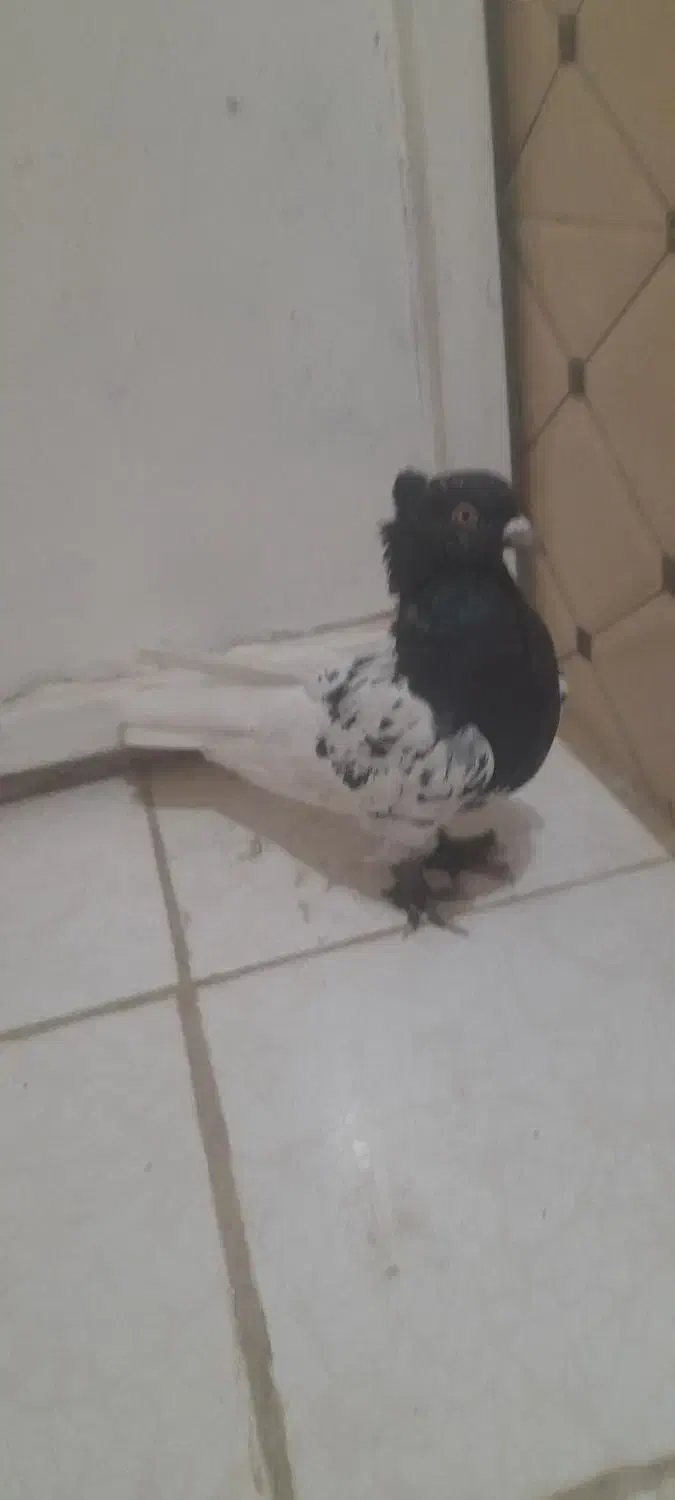 کبوتر کله سیاه|پرنده|شیراز, ارم|دیوار