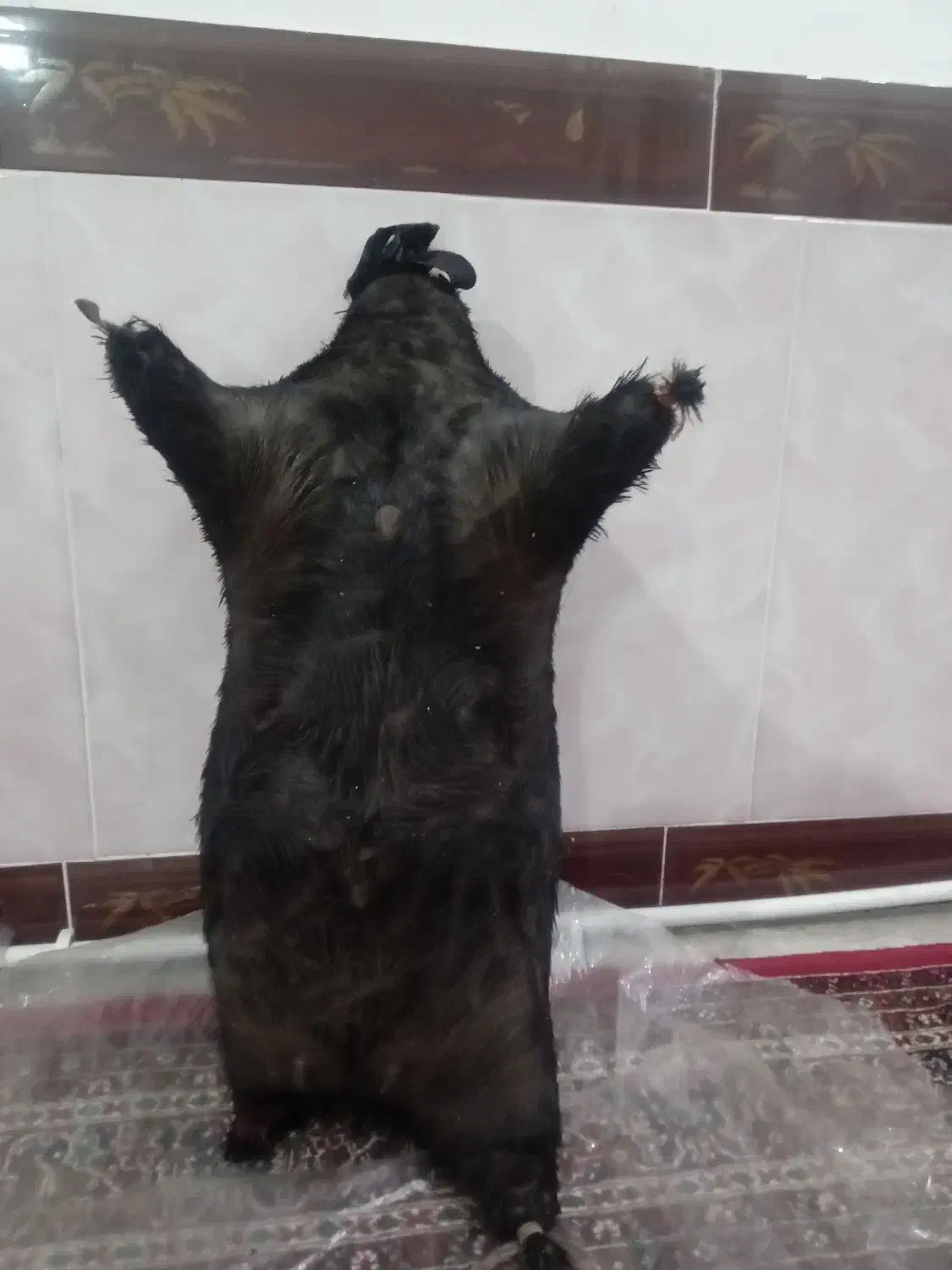 هیزه|خوردنی و آشامیدنی|شاهیوند, |دیوار