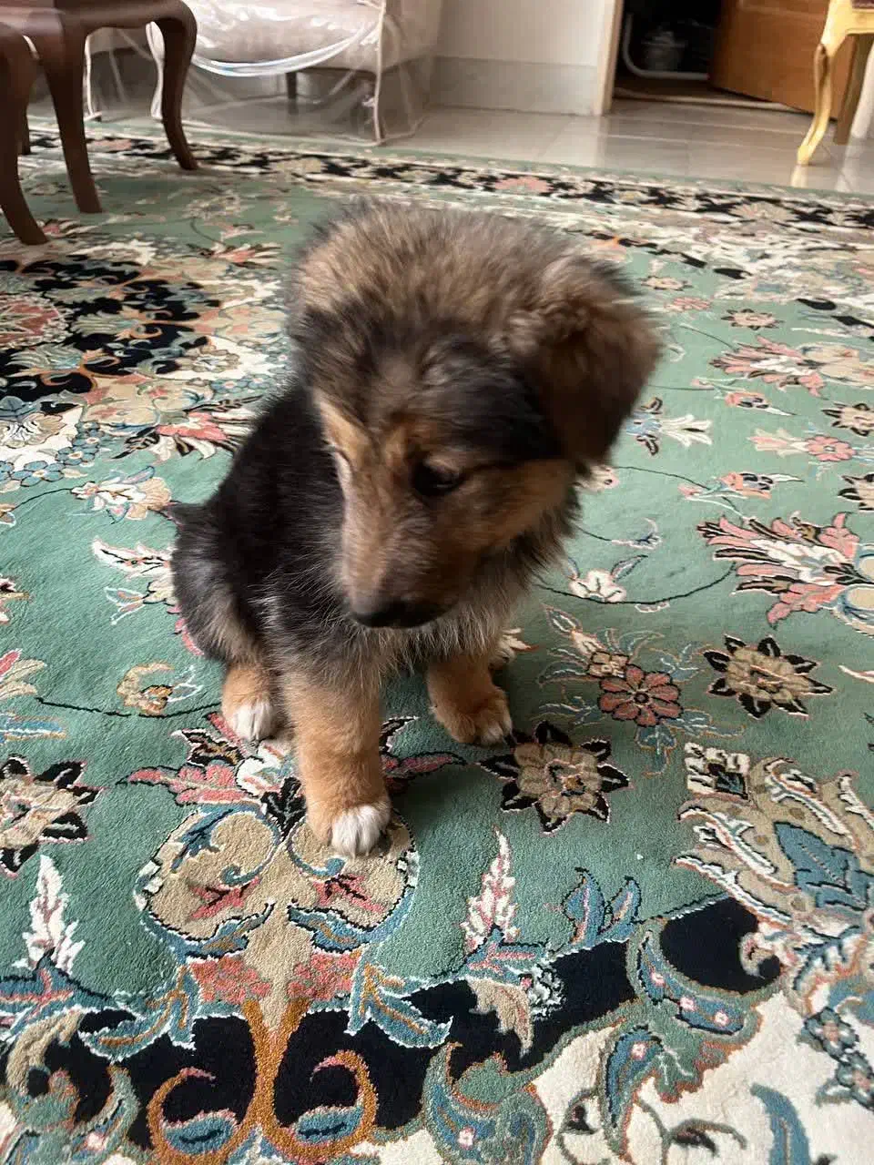 واگذاری|سگ|اصفهان, ارزنان|دیوار