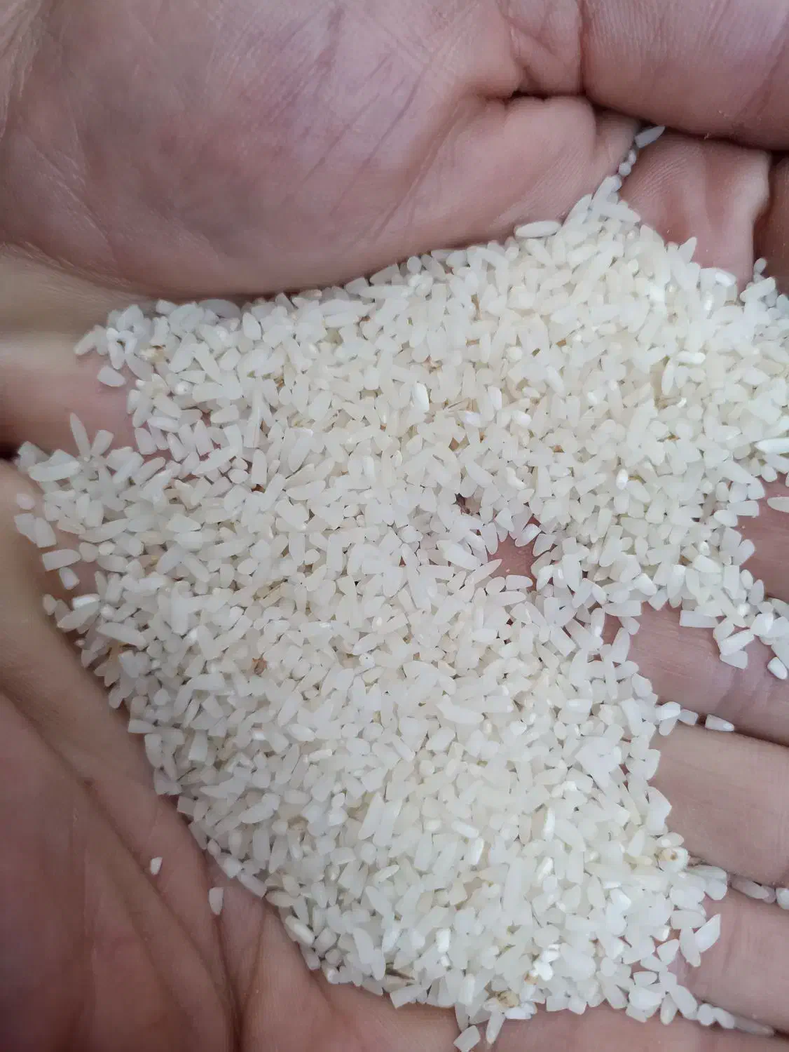 برنج نیم دانه|خوردنی و آشامیدنی|آمل, |دیوار