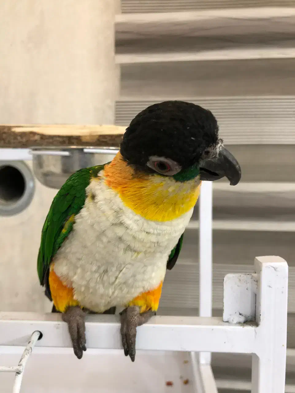 کایک سرسیاه سخنگو|پرنده|تهران, جردن|دیوار