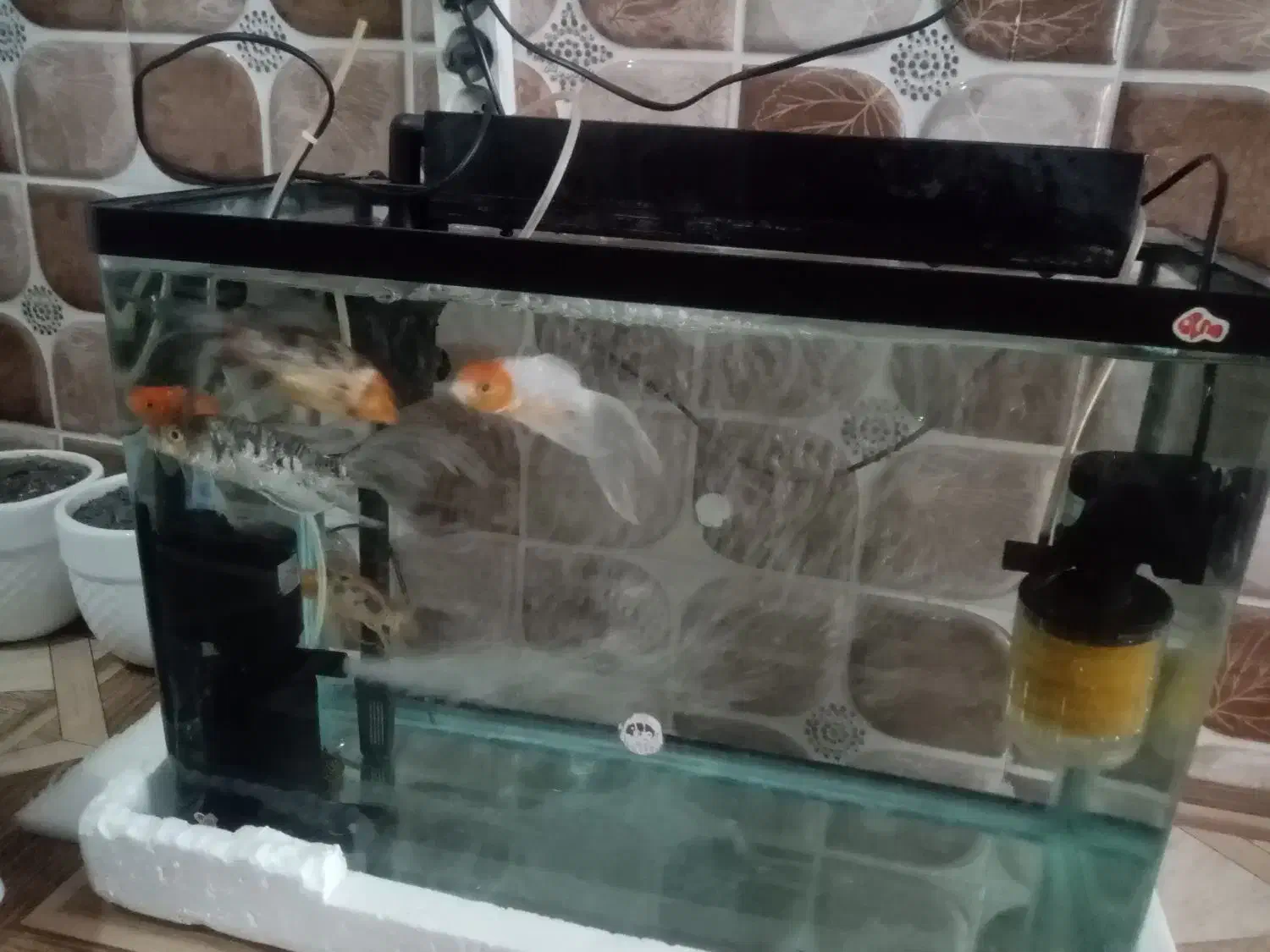 آکواریوم شرکتی شیشه خم با ماهی کوی|ماهی|نیشابور, ده حلاج|دیوار