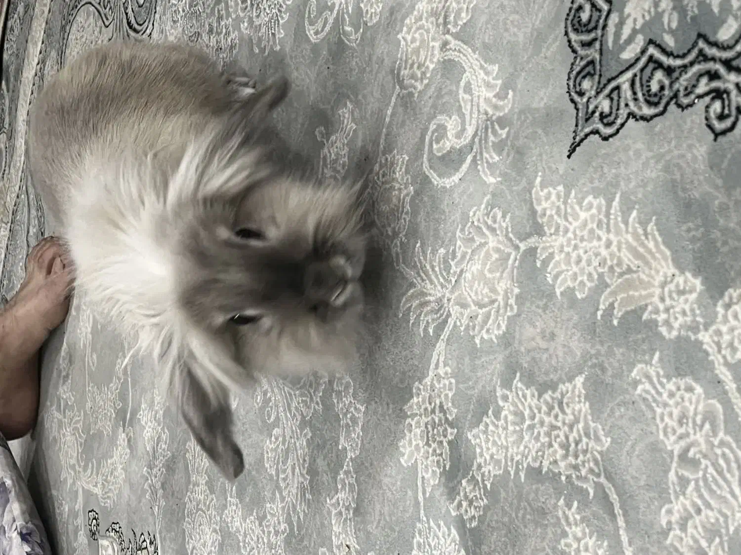 خرگوش بازی گوش|موش و خرگوش|ساوه, |دیوار