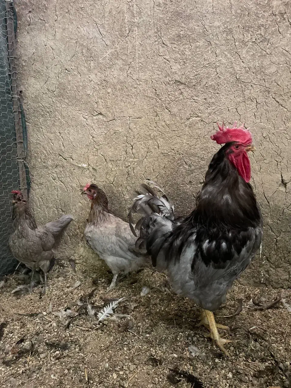 مرغ خروس طوسی ایسبار|حیوانات مزرعه|هشتگرد, تهران دشت|دیوار