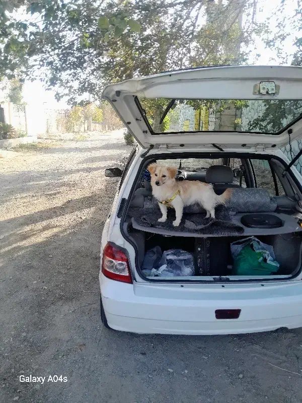 سگ اشپیتز ماده|سگ|اندیشه, شهرک صدف|دیوار