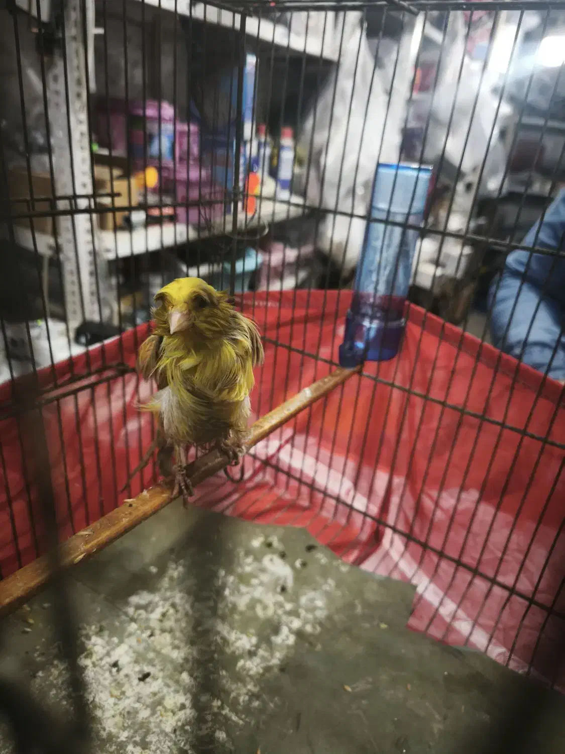 قناری فری|پرنده|کهریزک, |دیوار