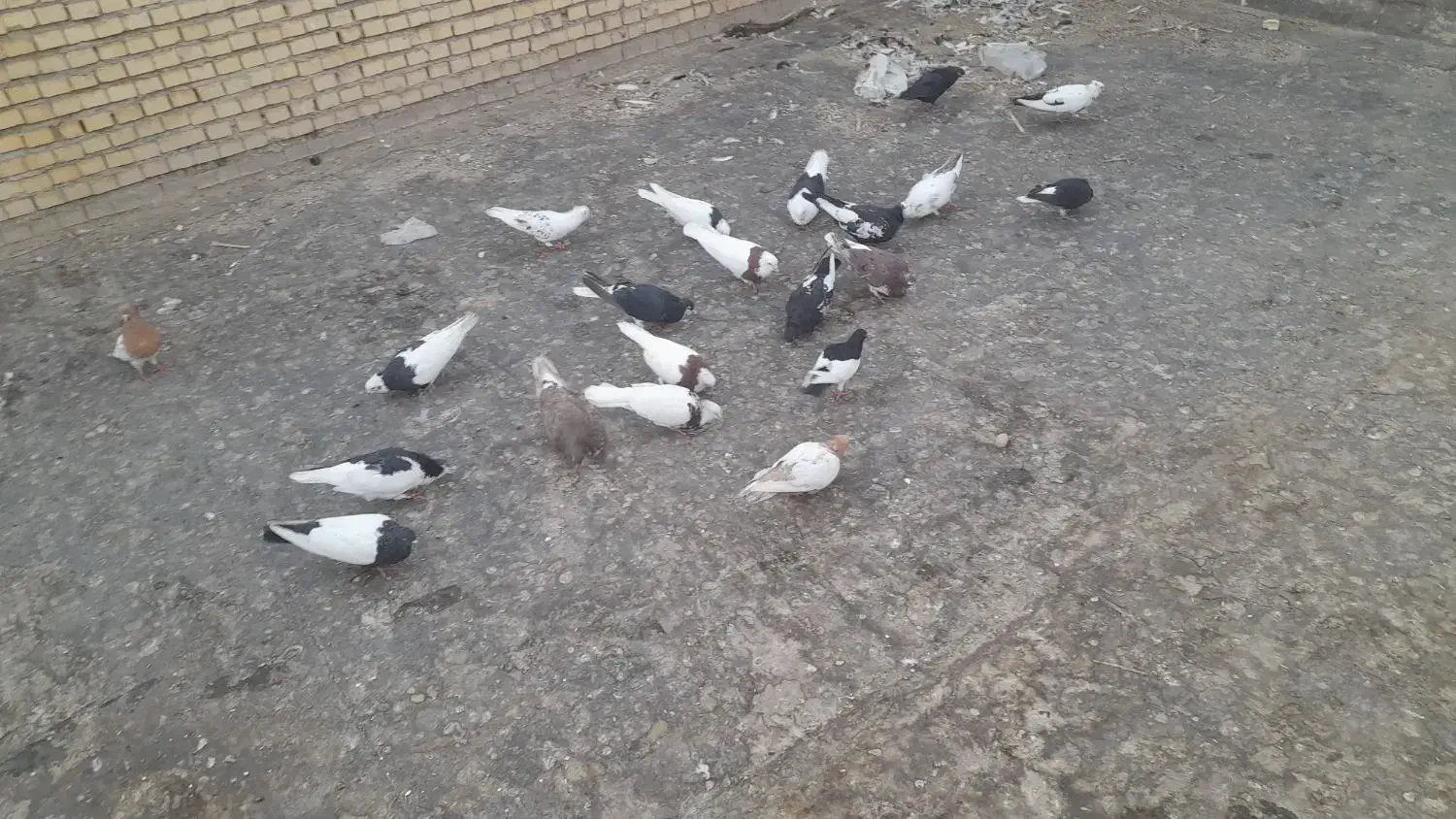 کبوتر رنگی|پرنده|خرمشهر, |دیوار