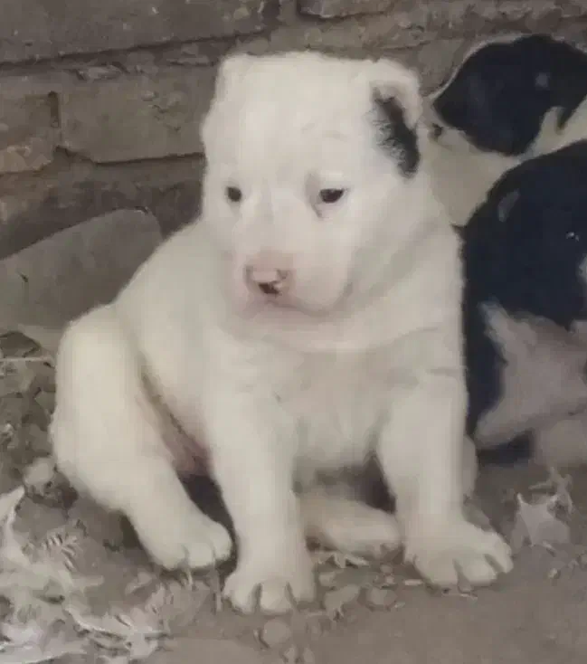 الابای ترکمن و روس وترکمن نگهبان گله ای|سگ|تبریز, |دیوار