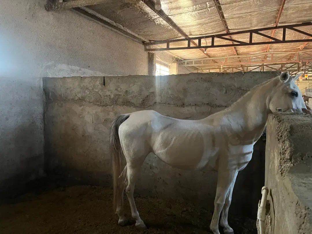 فروش ۲راس مادیون و نریون اصیل|اسب و تجهیزات اسب‌سواری|رفسنجان, |دیوار