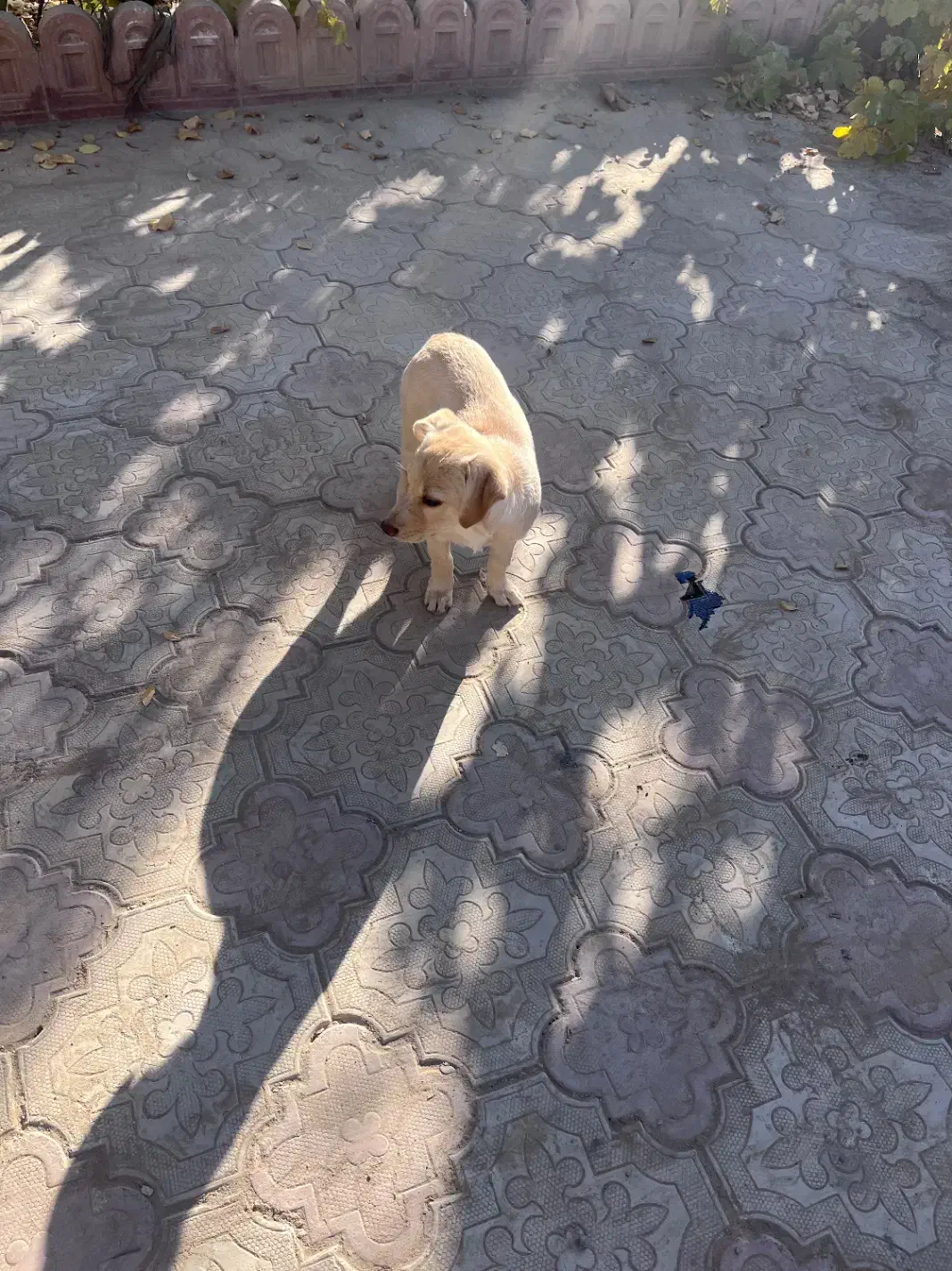 واگذاری سگ خانگی|سگ|نجف‌آباد, امام خمینی|دیوار