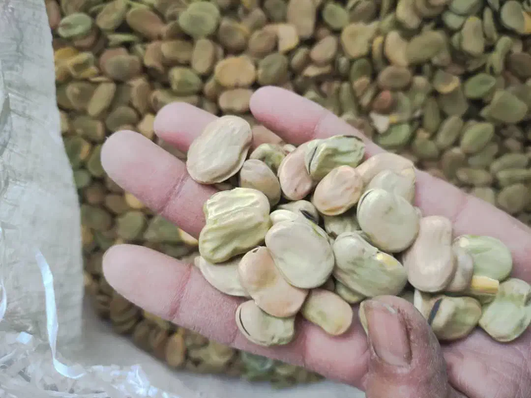 باقلا/باقله/باقالی|عمده‌فروشی|گتوند, |دیوار