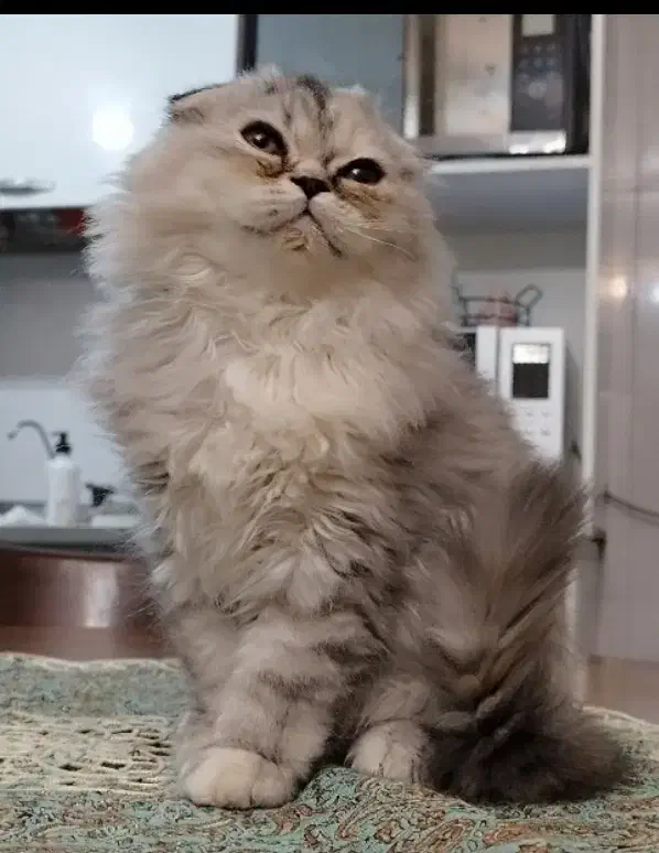 توله گربه اسکاتیش و بریتیش|گربه|تهران, صد دستگاه|دیوار