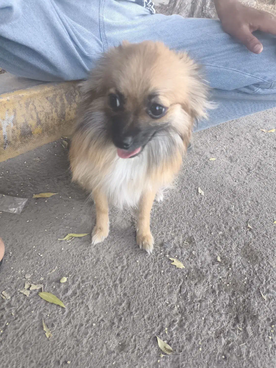 سگ پامر روباهی|سگ|بندرعباس, |دیوار