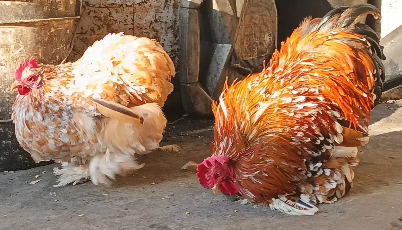 مرغ خروس کوشین|حیوانات مزرعه|بابل, |دیوار