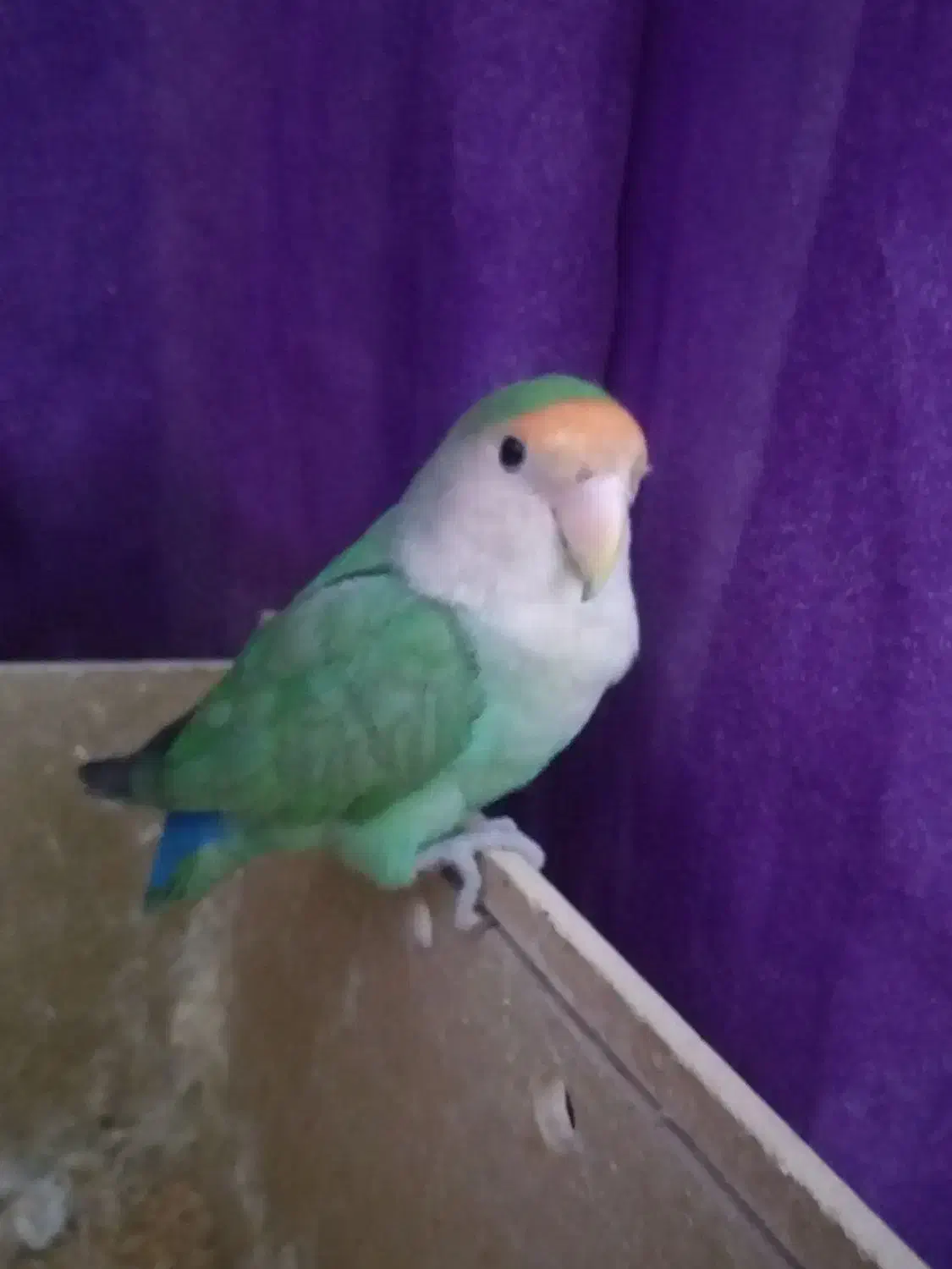 طوطی برزیلی|پرنده|اهواز, پردیس|دیوار