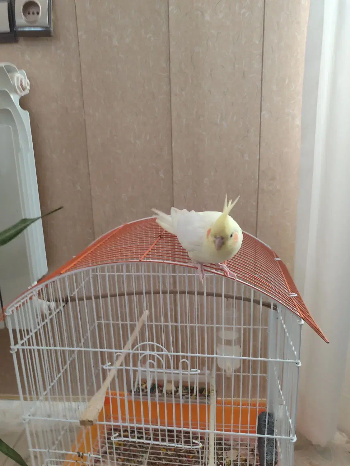 عروس هلندی۷ماهه|پرنده|هشتگرد, تهران دشت|دیوار