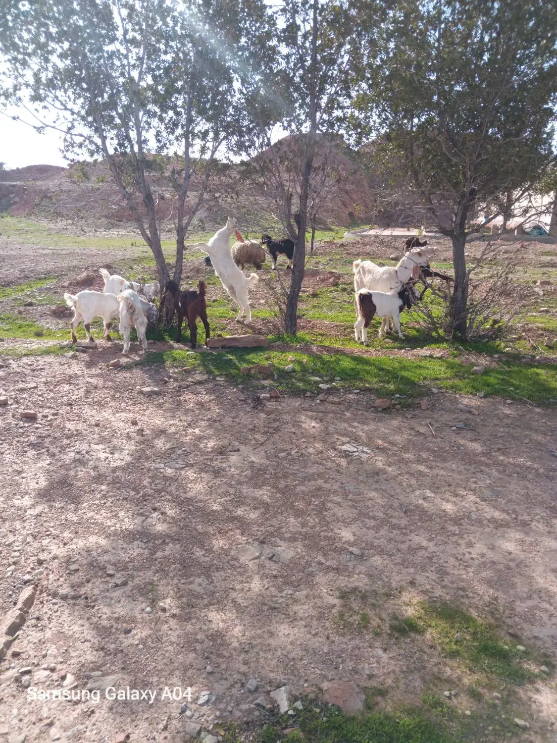 بز و میش|حیوانات مزرعه|مسجد سلیمان, |دیوار