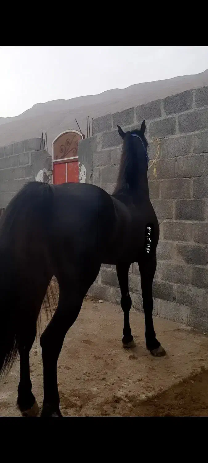 وقار|اسب و تجهیزات اسبسواری|بستک, |دیوار