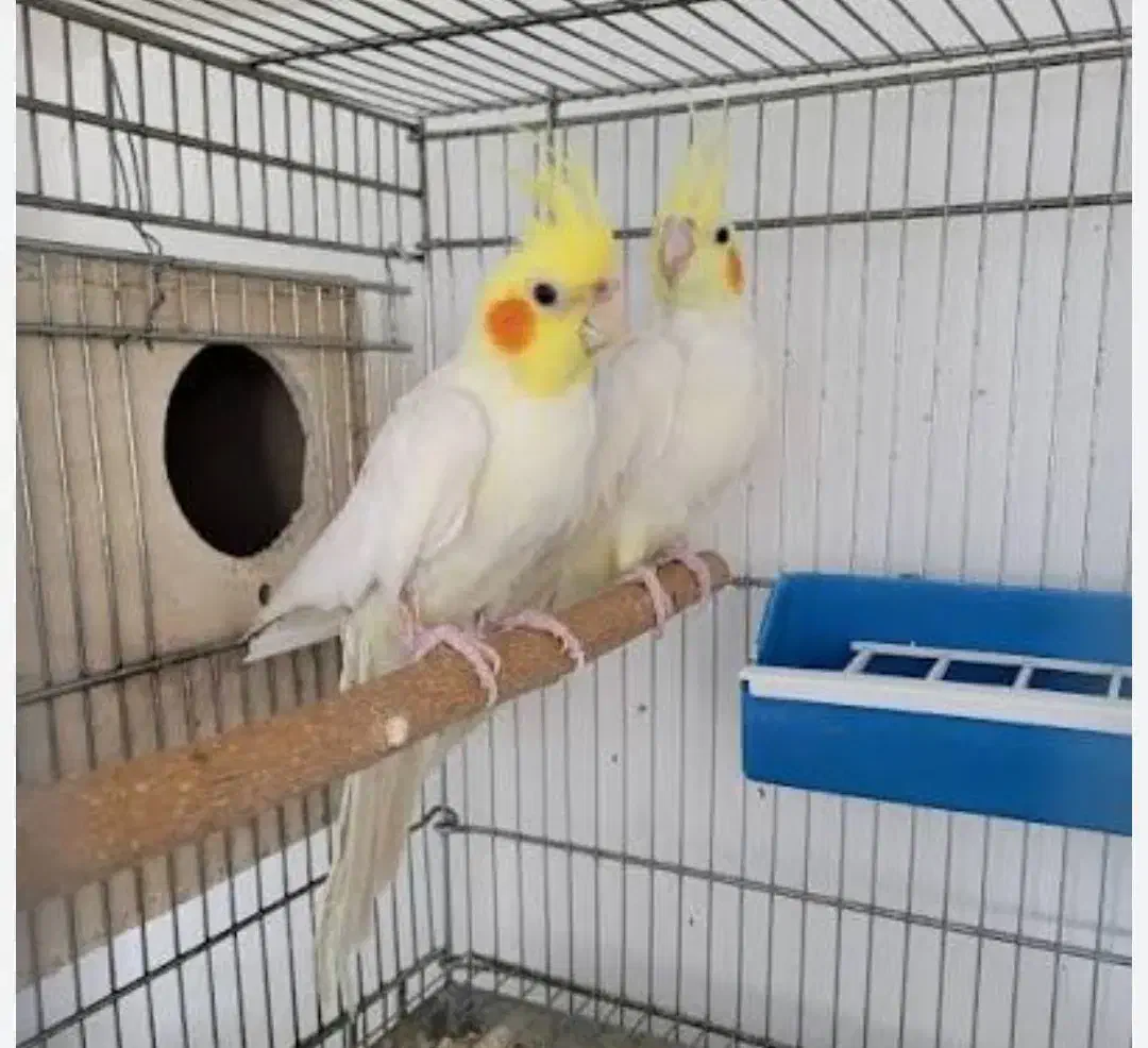 عروس هلندی لوتینو|پرنده|خرمآباد (تنکابن), |دیوار