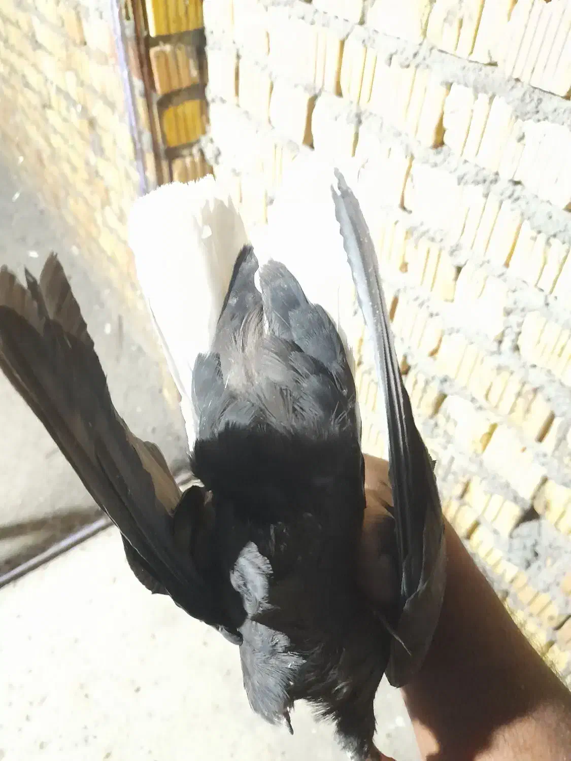 کبوتر|پرنده|داراب, |دیوار