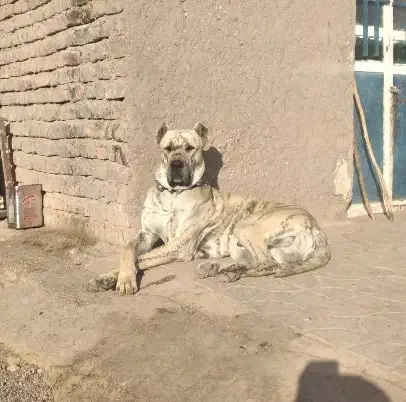 این سگ گمشده  در محدوده شیرگ و سارجین|سگ|شاسکوه, |دیوار