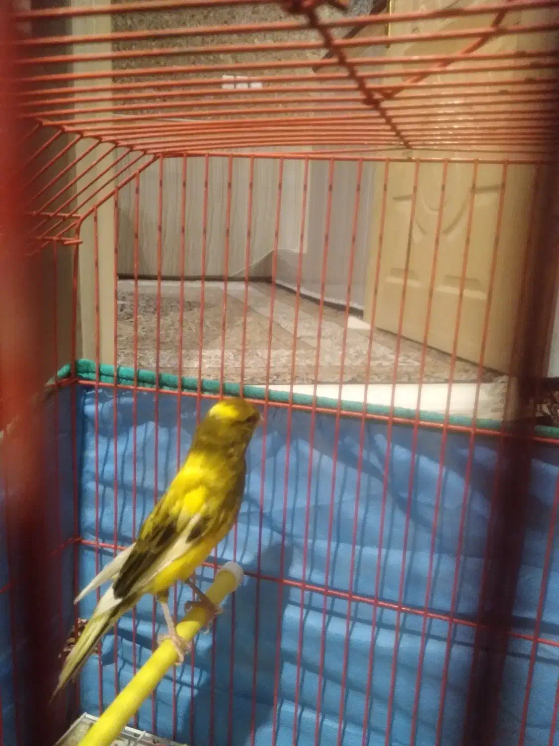 پرنده قناری|پرنده|کبودرآهنگ, |دیوار