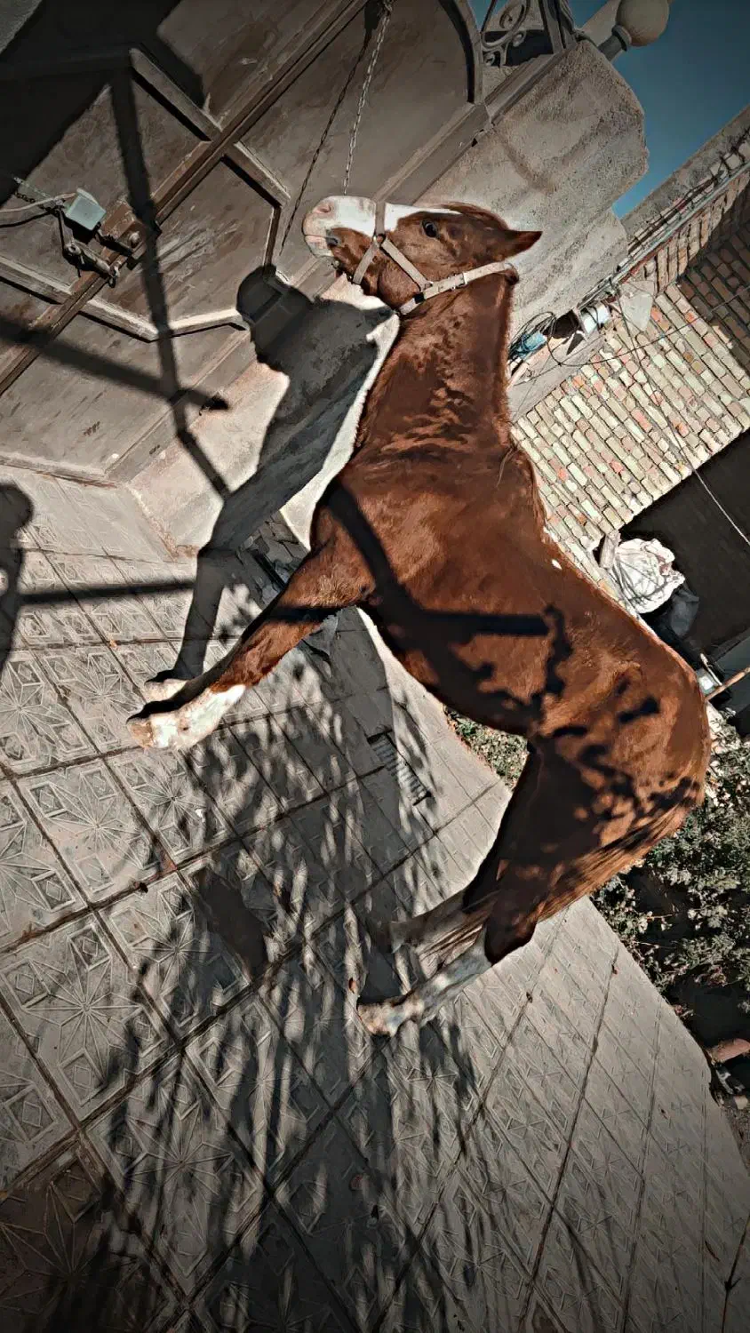 اسب تاخت|اسب و تجهیزات اسبسواری|سبزوار, قصبه غربی|دیوار