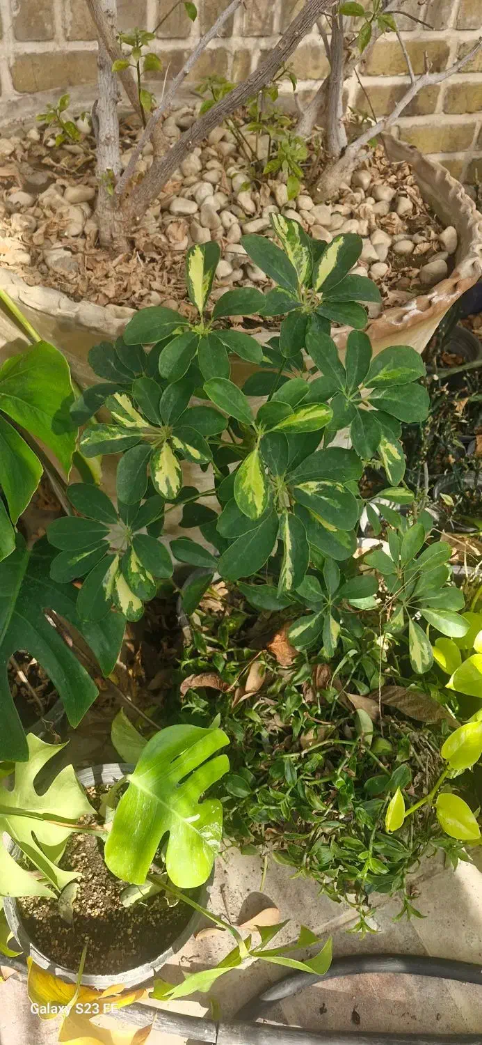 گل اپارتمانی|گل و گیاه طبیعی|مشکین‌دشت, |دیوار