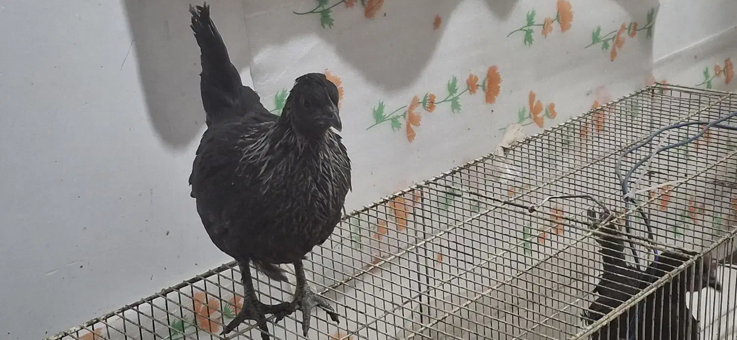 جوجه ایام سمانی اصل|حیوانات مزرعه|شیراز, کوشک میدان|دیوار