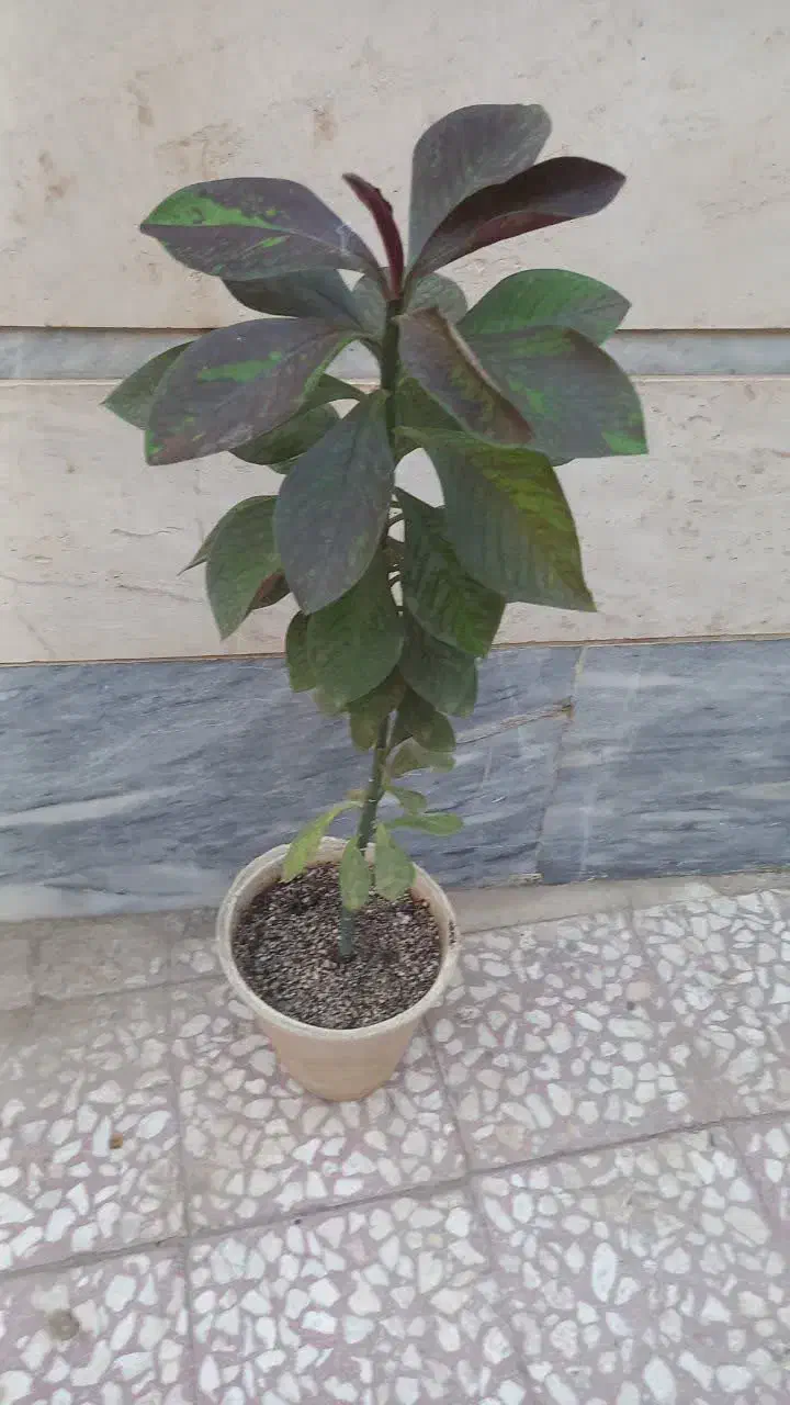 گیاه فردوس و آلوورا|گل و گیاه طبیعی|قم, ناصردیوان|دیوار