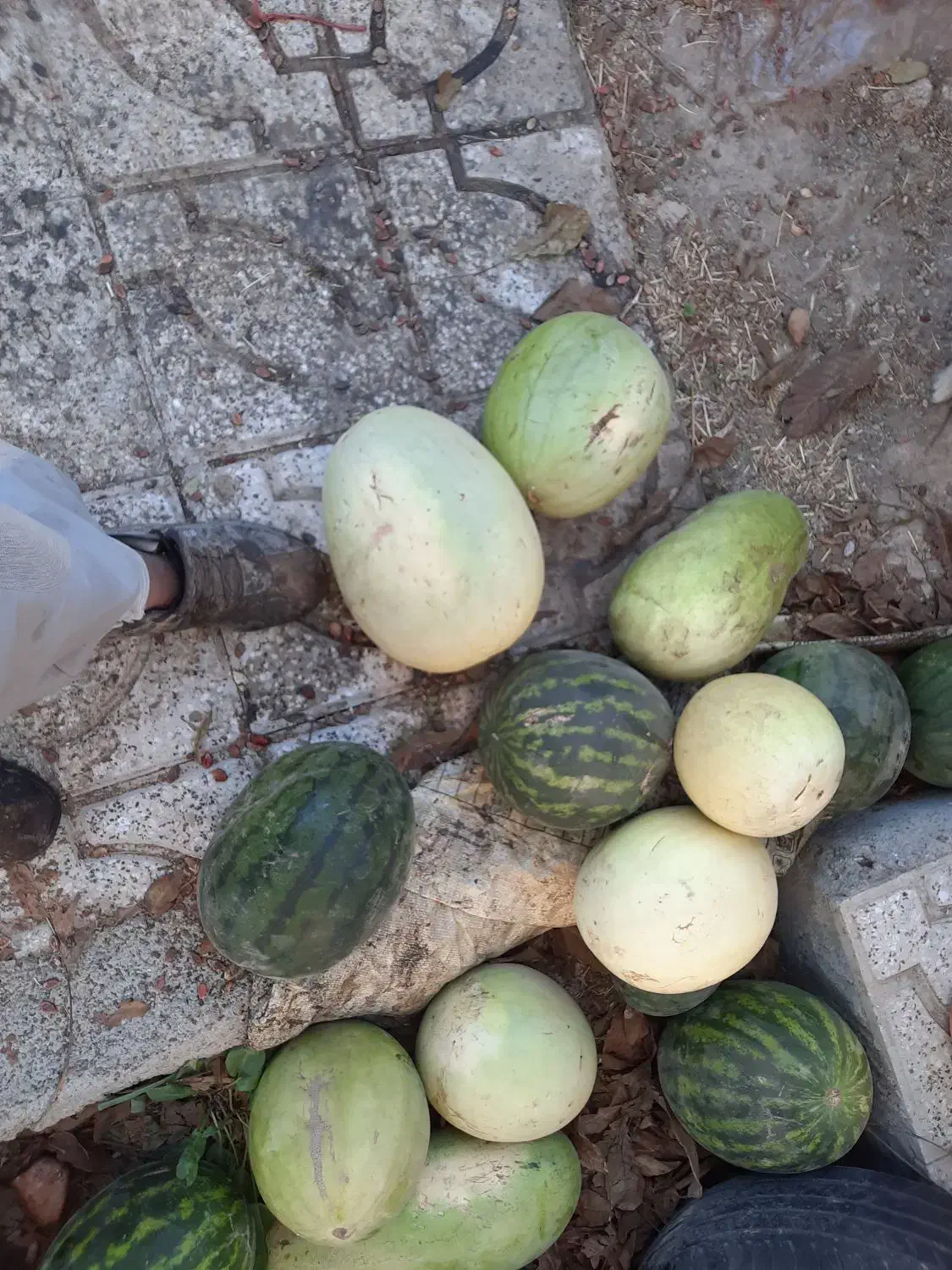 تخم هندوانه ژاپنی دونه درشت درجه یک|خوردنی و آشامیدنی|قلندر آباد, |دیوار