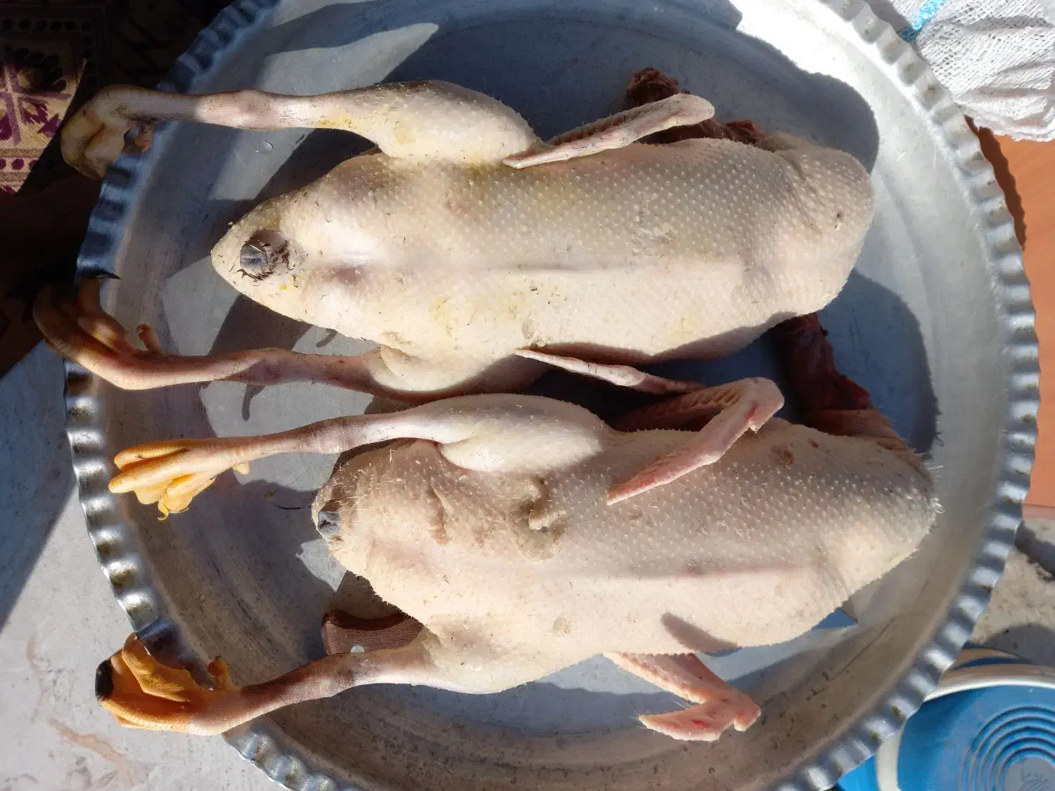 اردک اورگانیک|حیوانات مزرعه|رستم‌آباد, |دیوار