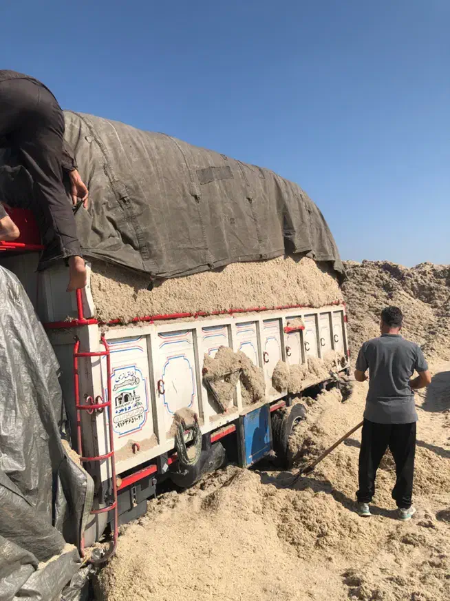 کاه نیشکر جدید جدید امروزی کشت امروز|عمده‌فروشی|ساوه, |دیوار