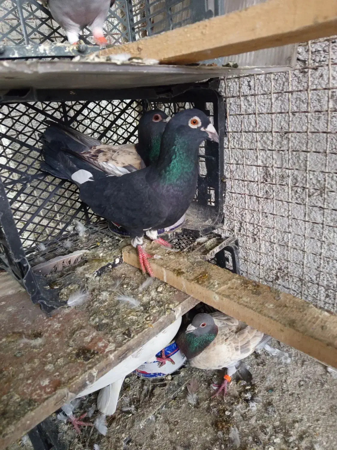 کفتر شهرستانی|پرنده|مشکین‌دشت, |دیوار