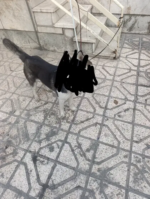 سلام هاسکی پیدا شده|حیوانات|مشهد, شهرک مهر آباد|دیوار