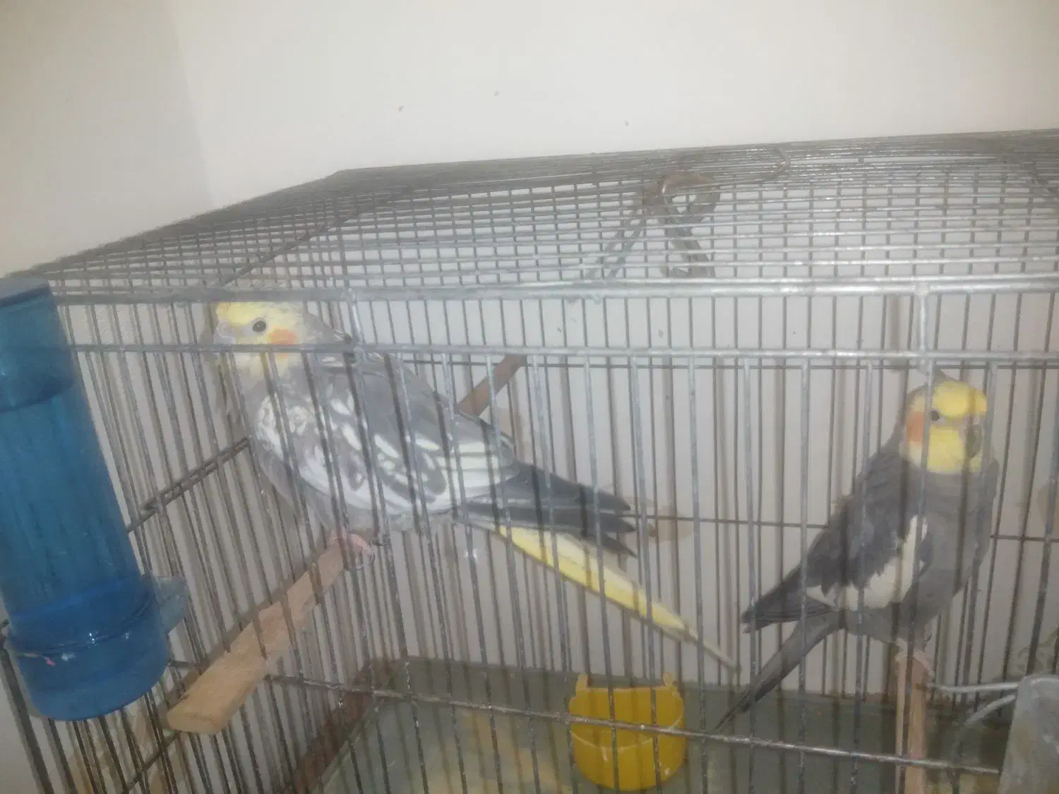 عروس هلندی|پرنده|مسجد سلیمان, |دیوار