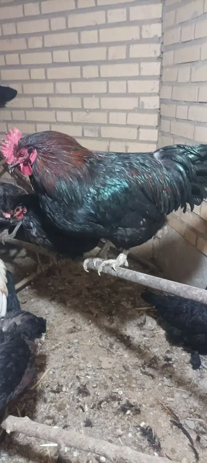 خروس|حیوانات مزرعه|معصومیه, |دیوار